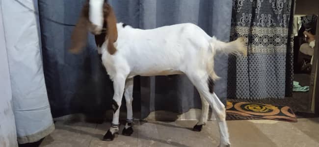 2026 qurbani k Lia bkra available ha khasai bkra