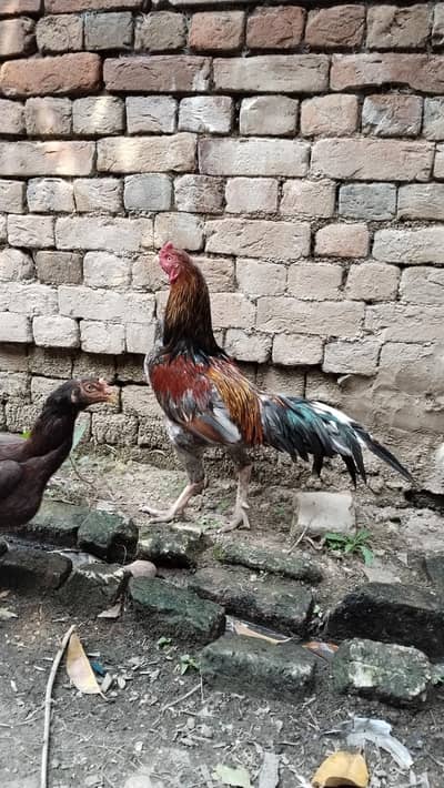 Thai aseel murgh