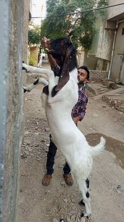 4 dant hy 40kg sy uper hy