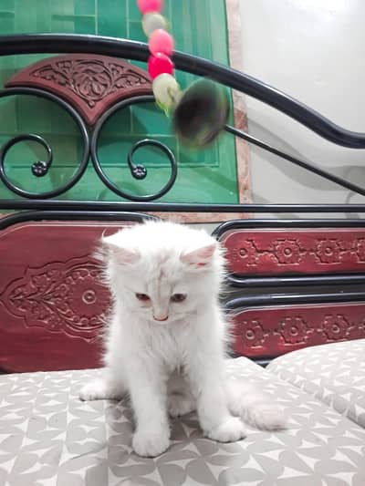 Persian Kitten cat