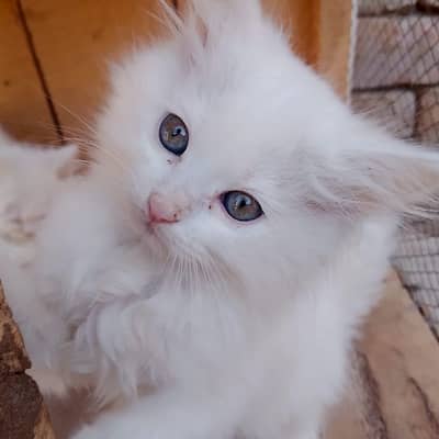 pairsian helthy and active male female kitten for sale