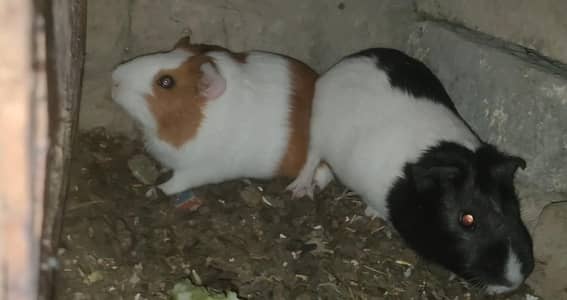 Guinea Pigs