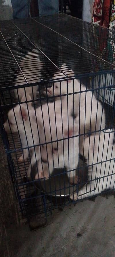 Russian Healthy puppies