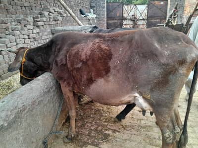 cross cow