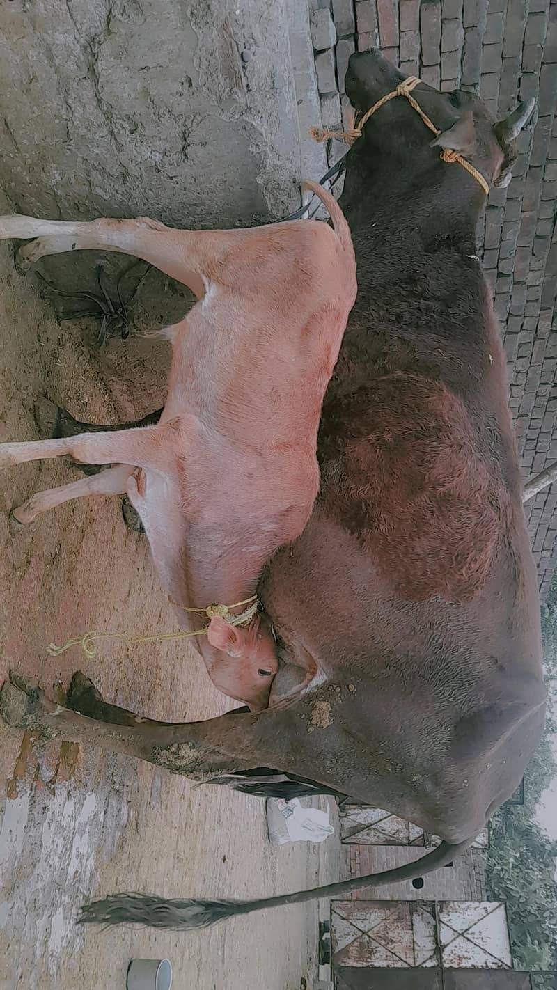 cross cow 1