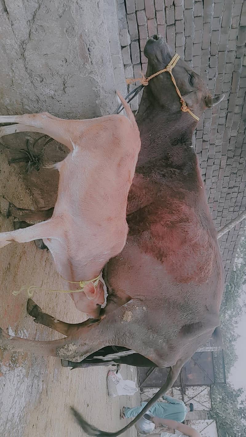 cross cow 2