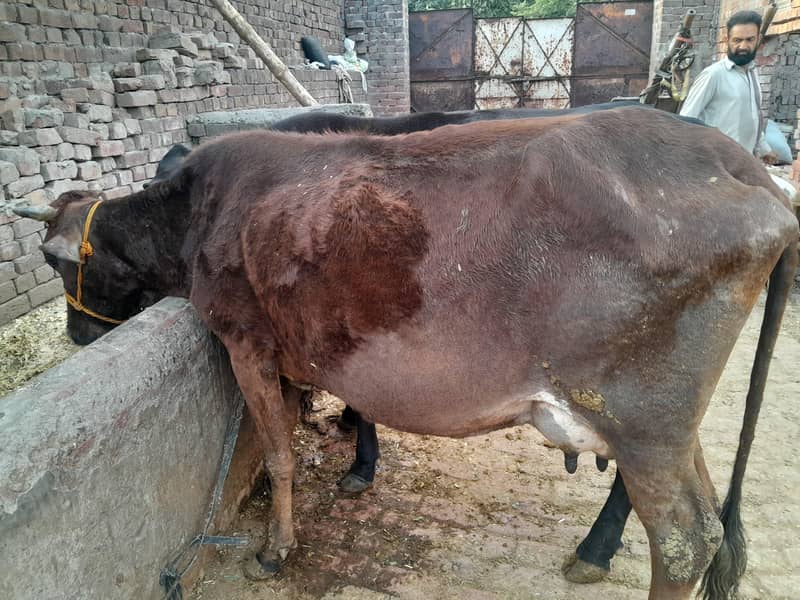 cross cow 3