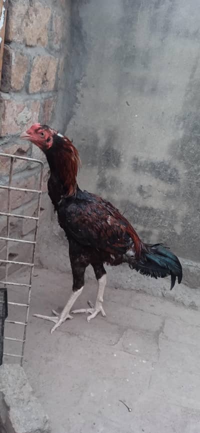 Aseel Thai hens and imported phata sale