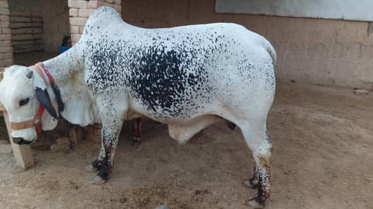 White Bull