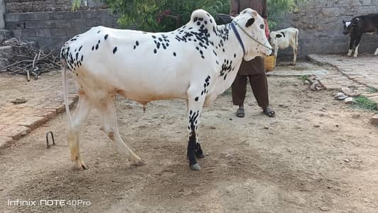 fata jangi bull. . washa. . desi. form