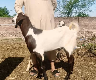 Qurbani kay Baqray