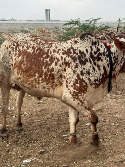 bachra available for sale 5.5 man