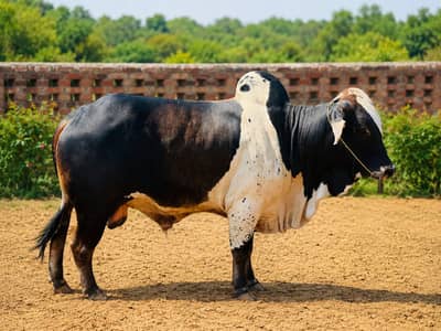 Bulls for sale for Qurbani