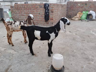 1 Male 2 female nasali