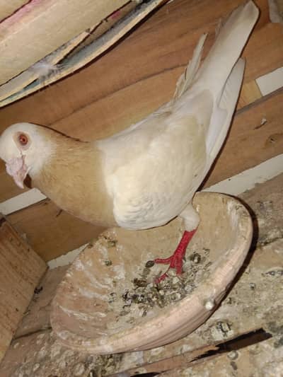mix pigeon for sell pati Wala and racer and fancy gola