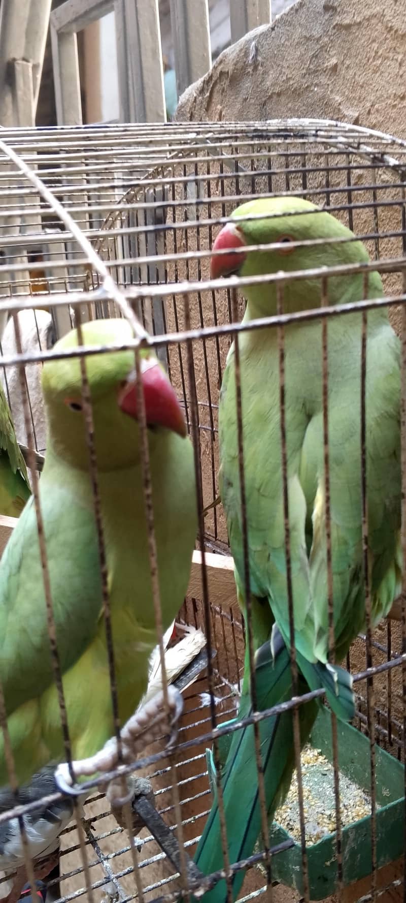 parrot 0