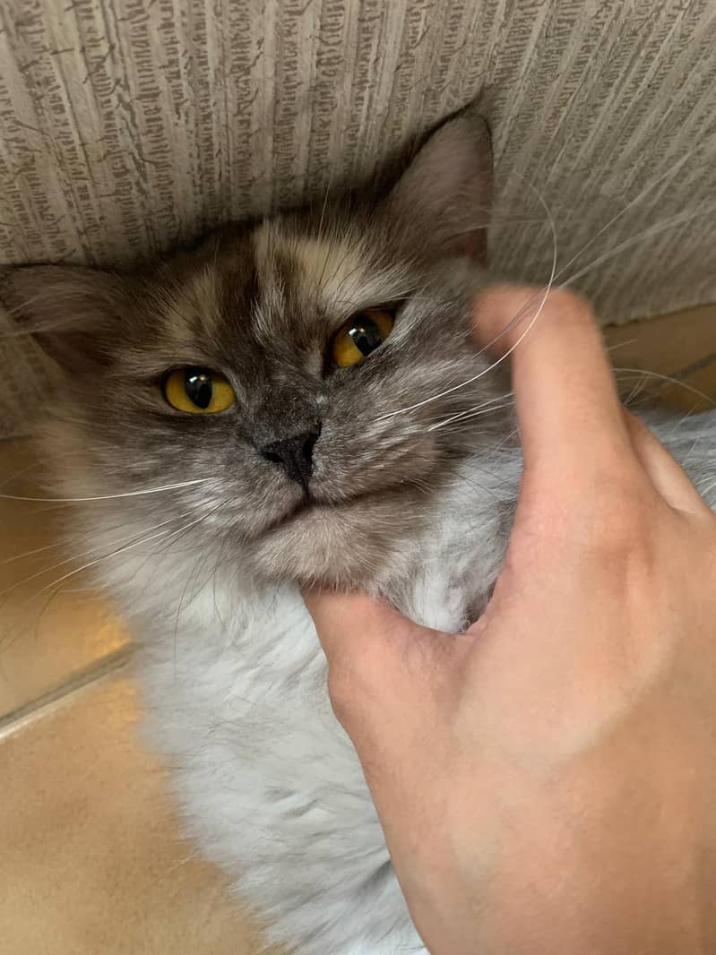 Tortoise shell persian not spayed 1