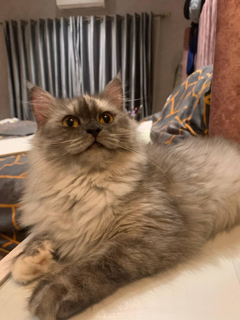Tortoise shell persian not spayed 2