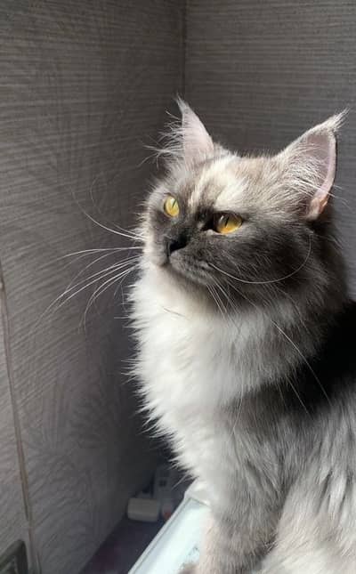 Tortoise shell persian not spayed