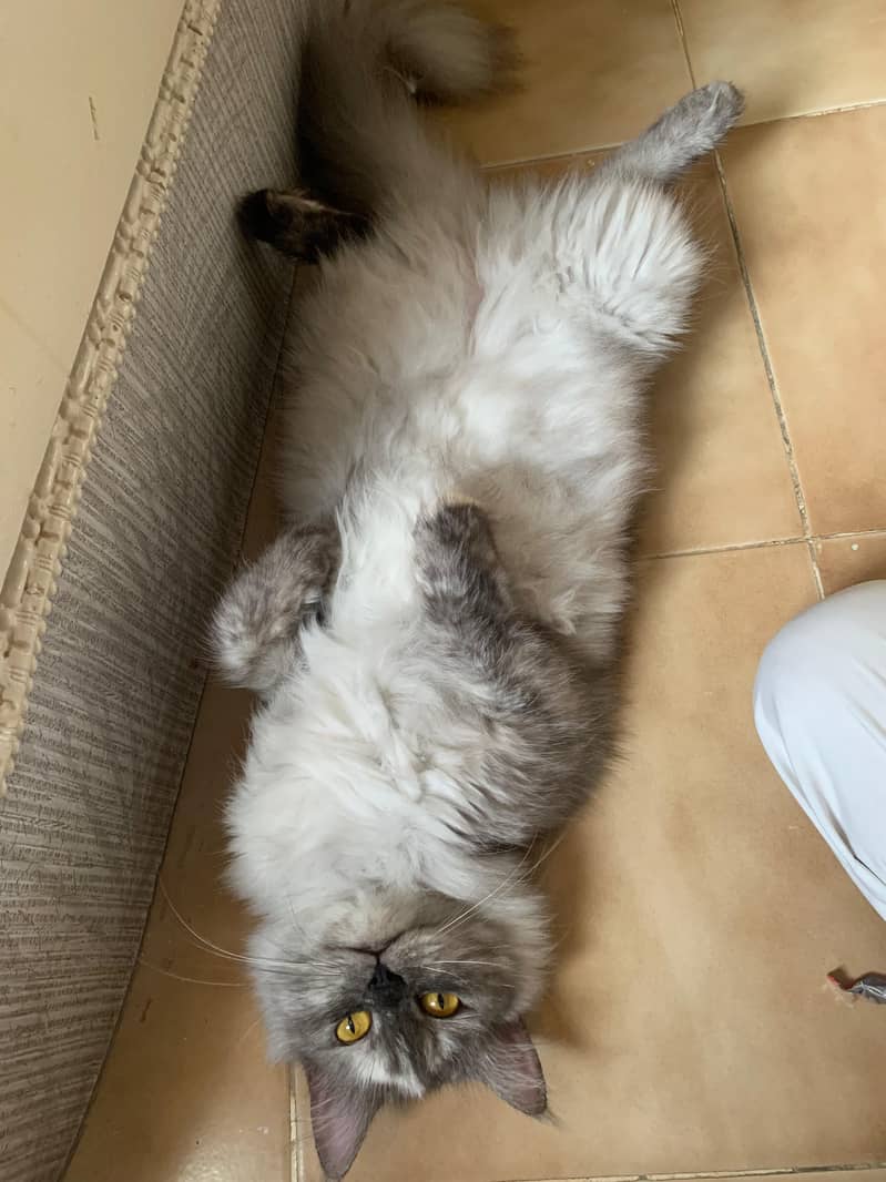 Tortoise shell persian not spayed 3