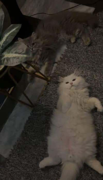 Beautiful Fluffy Persian Kittens for Sale – Healthy & Playful
