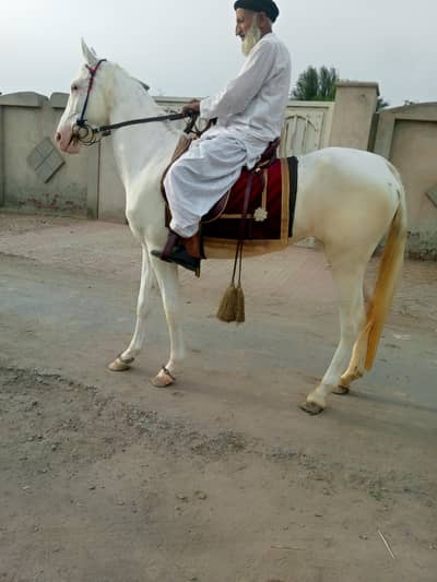 2duwak pure nukri beautiful 61 inch height pregnant Altra sound pass