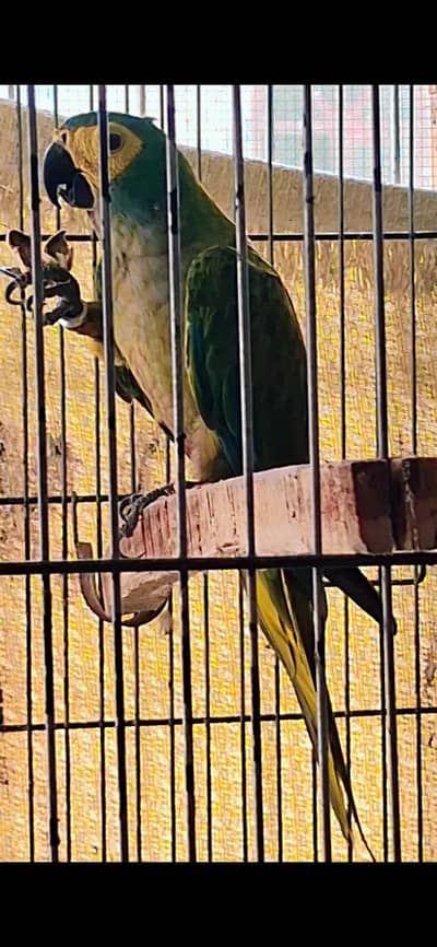 Red Ballied Macaw Female