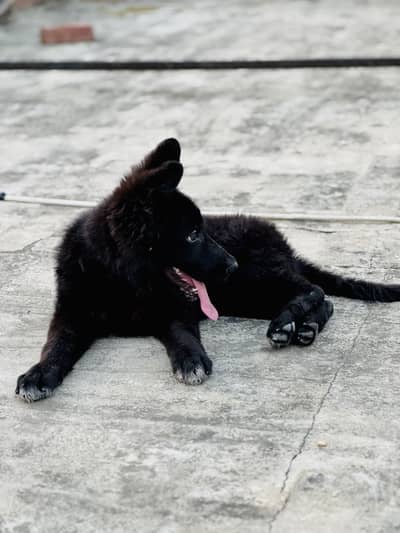 Black German shepherd female puppy