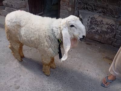 Ghr Ka pala hua Qurbani 2026