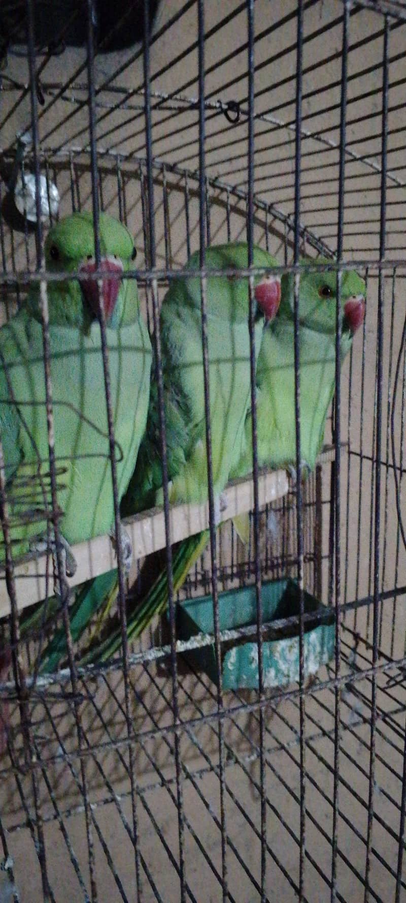 parrot 1