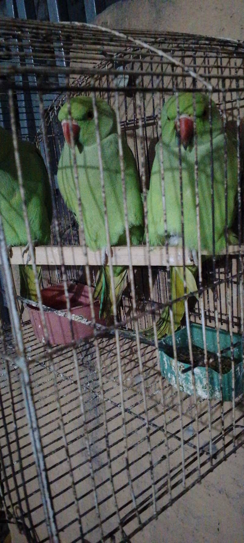 parrot 2