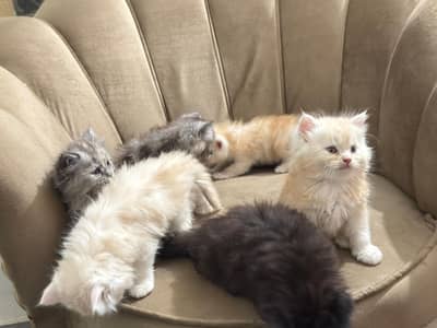 Persian kittens triple coated