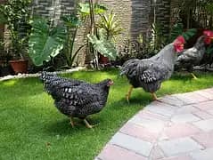 Plymouth Rock/blue/white / black/astrolope chicks available for sale