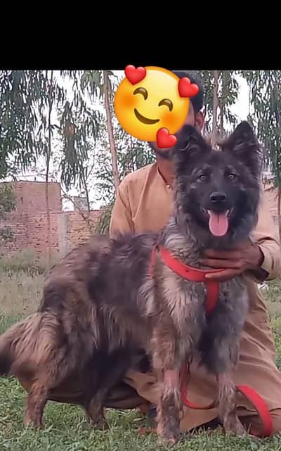 Belgium Shepherd fullsecurity dog male for sale