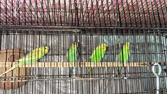 Budgies Parrots