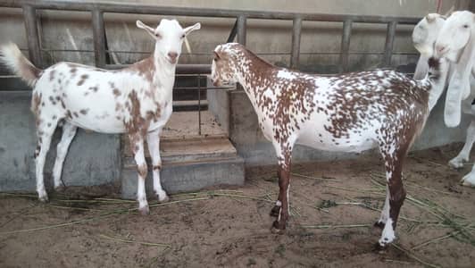2 Dant blade khasi  2 teddy goats