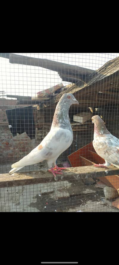nankany waly lakhy 2male breeders male. 10 no Teddy male