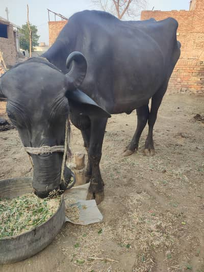 Qurbani ka lia bhans