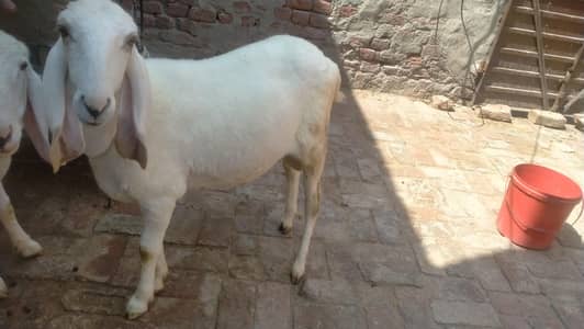 Dumba chathra