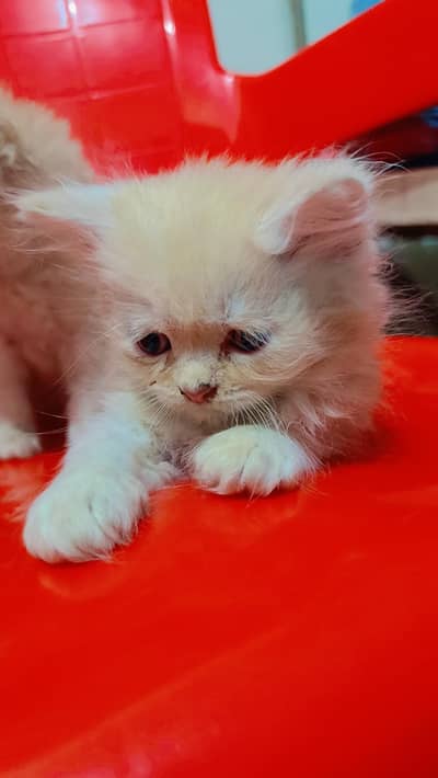 Persian kittens brown colour triple coated highly demanded colour