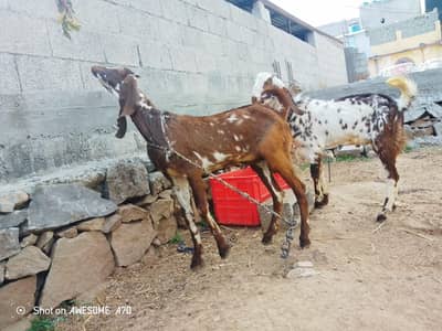 Eid 2026 Bakry