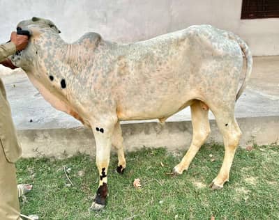 2 bachray for sale qurbani ke liye behtarin