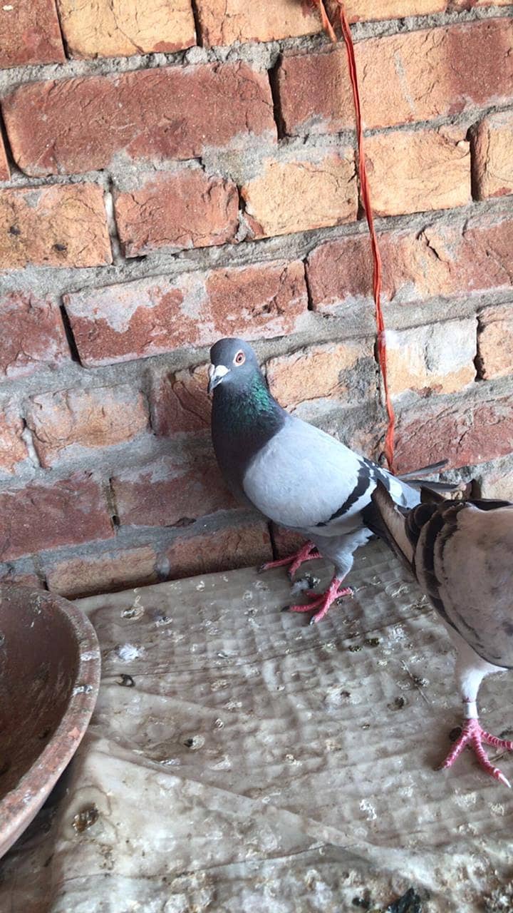 ریسر نر گریزر مادی 2