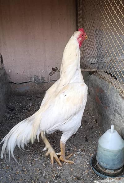 High Quality mianwali white cheena Aseel