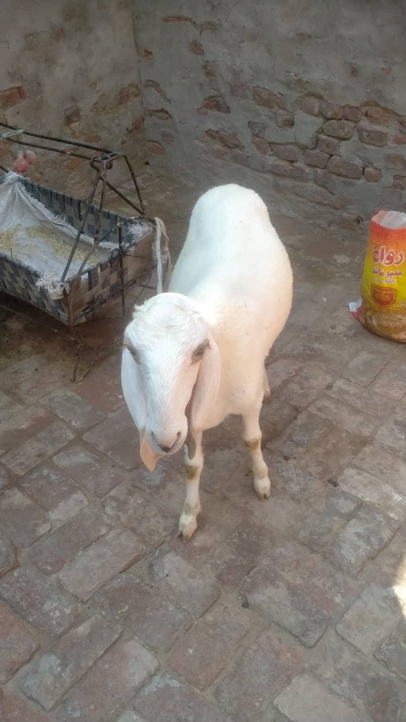 Dumba chathra 1