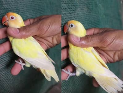 lovebirds