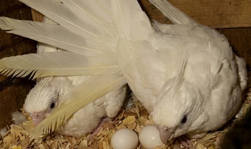 Cocktail breeder pair available in good size | 8 portion cage