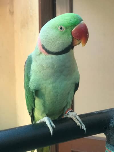 raw parrot