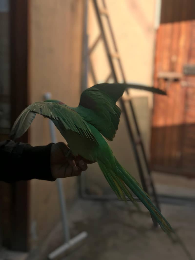 raw parrot 1