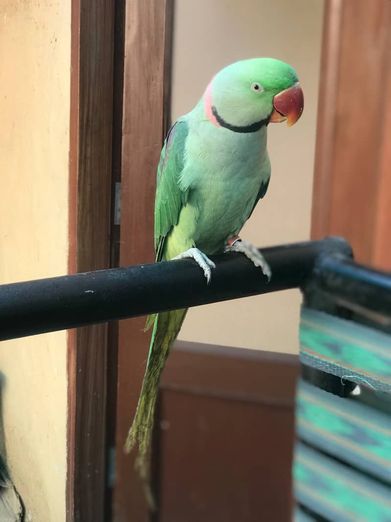 raw parrot 2
